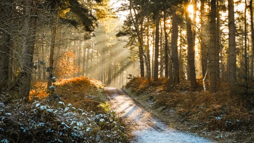 Frosty path through the woodland